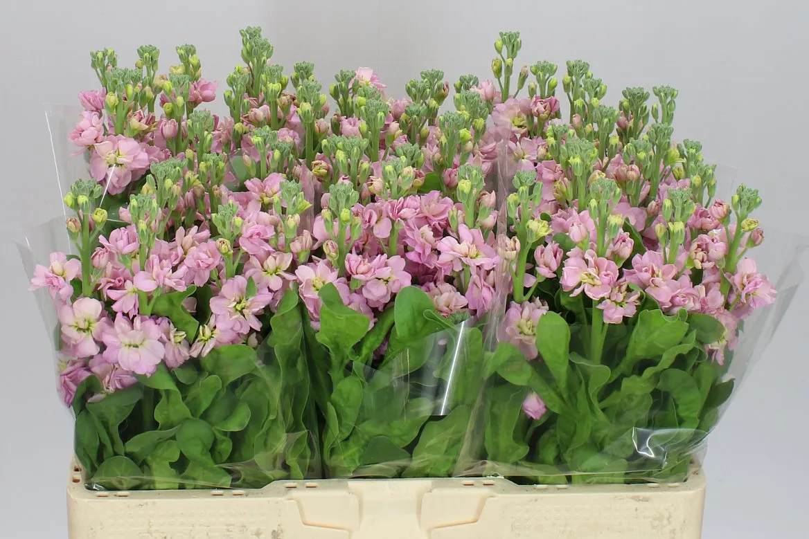 Matthiola Champagne • 53 cm