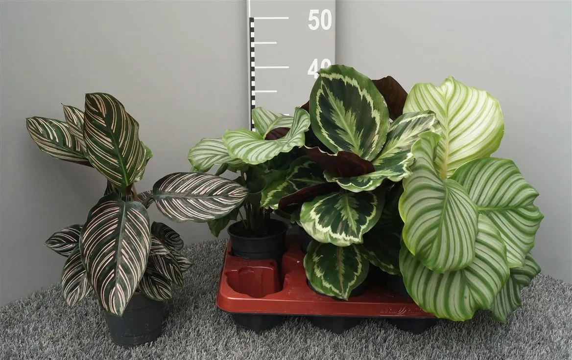 Calathea Gemengd • črepník 12 cm