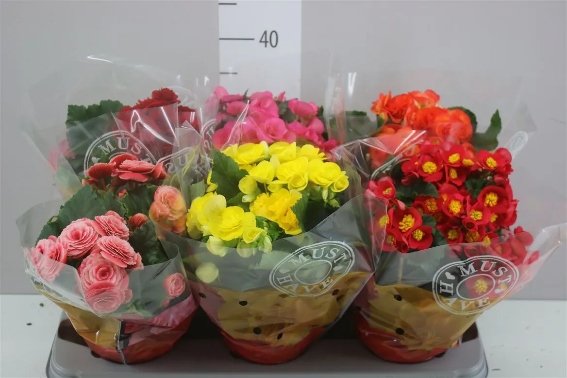 Begonia Du Gemengd • črepník 14 cm
