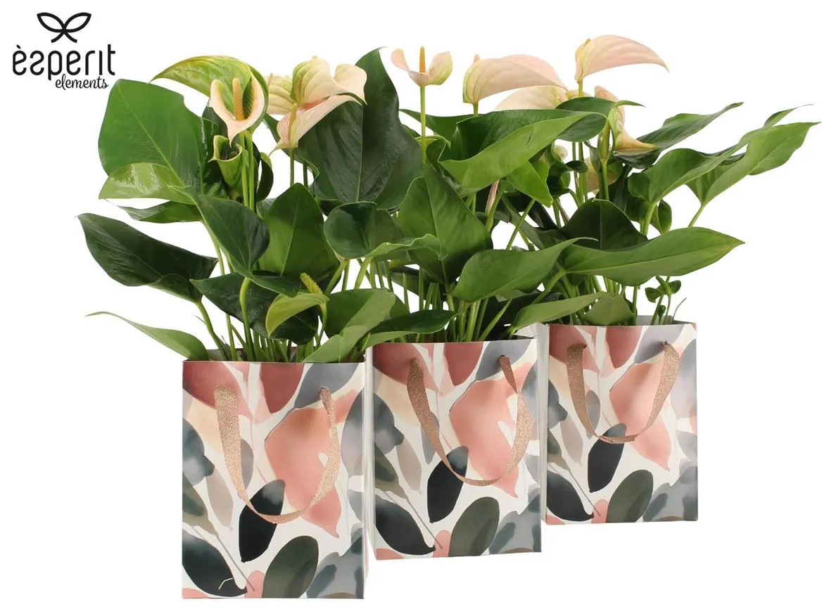 7504477: Recreate Anthurium Joli Peach • črepník 12 cm