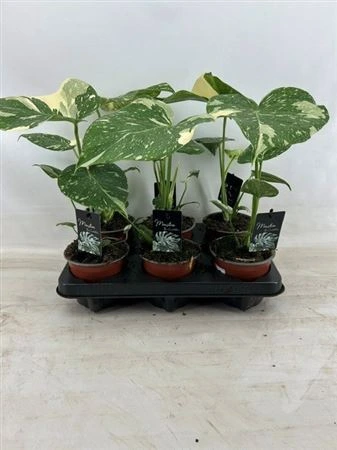Monstera Thai Constellation • črepník 12 cm