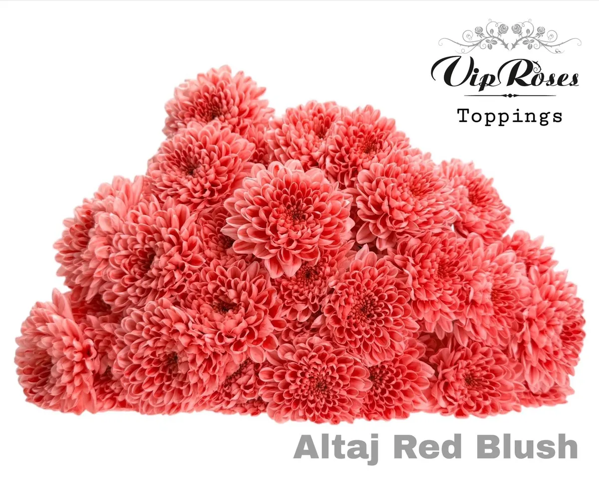 Chryzantéma trsová Altaj Red Blush • 70 cm
