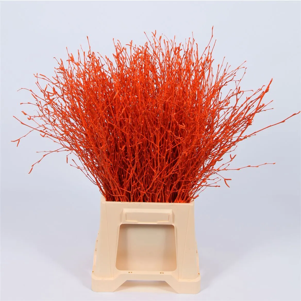 Breza Orange • 120 cm