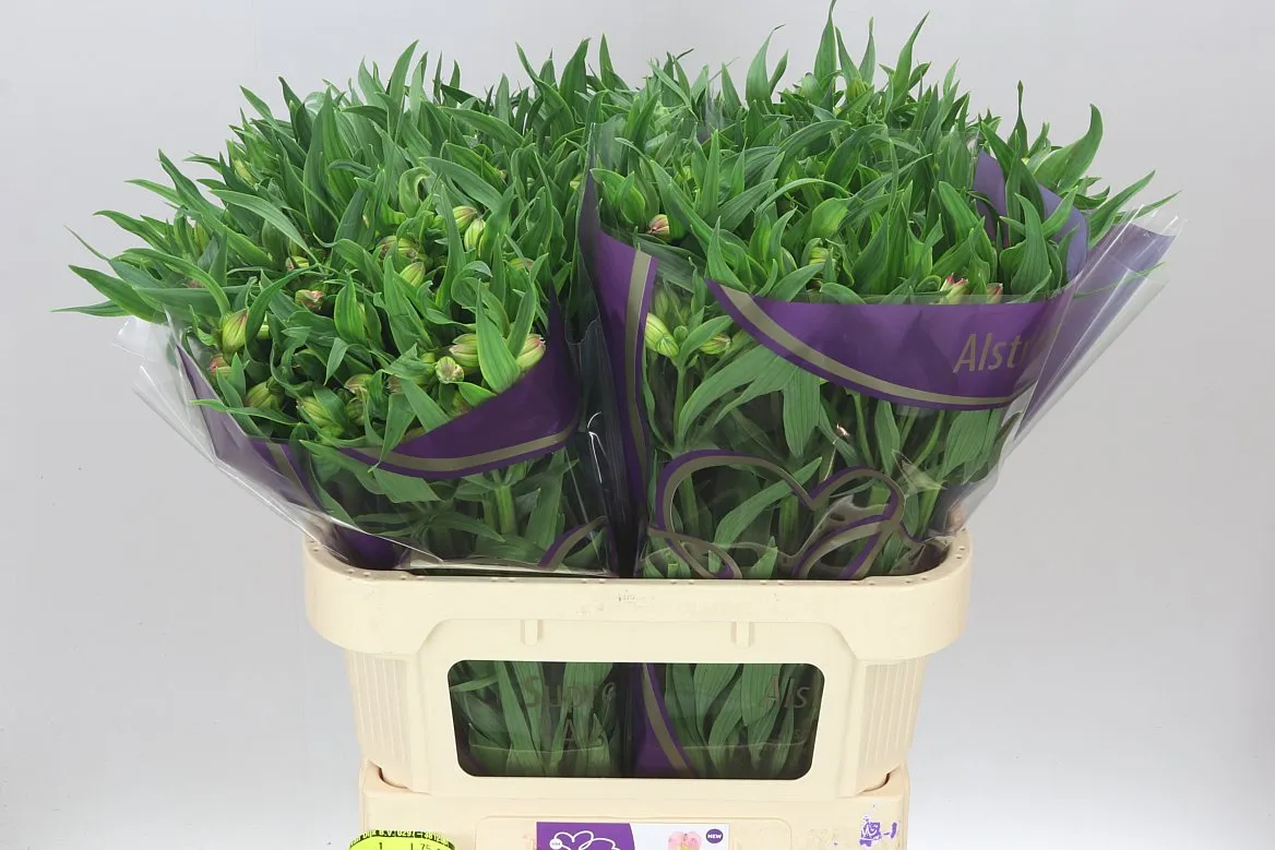 Alstro Tompouce Xxl • 75 cm