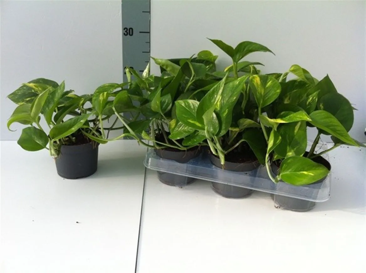 Epipremnum Aureum • črepník 12 cm