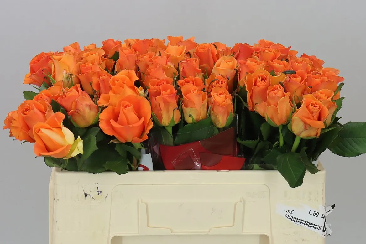 Rosa Gr On Fire • 50 cm