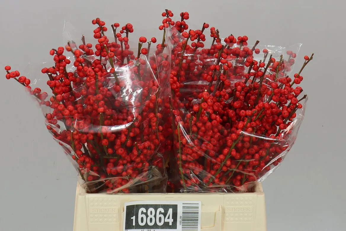 Ilex Verticillata • 40 cm