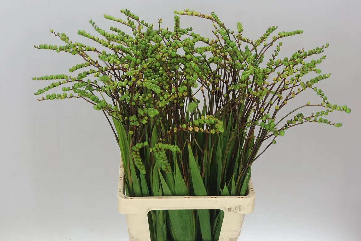 Crocosmia Berries Green • 80 cm