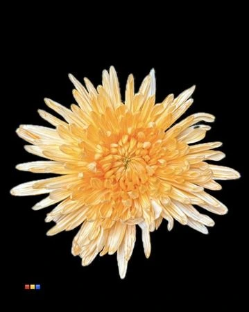Chryzantéma veľkokvetá Topspin Pastel Orange • 70 cm