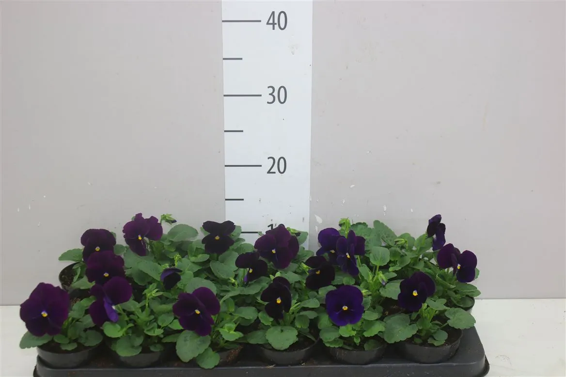 Viola X Delta F1 Neon Violet • črepník 9 cm
