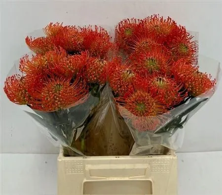 Leucospermum Succession • 45 cm