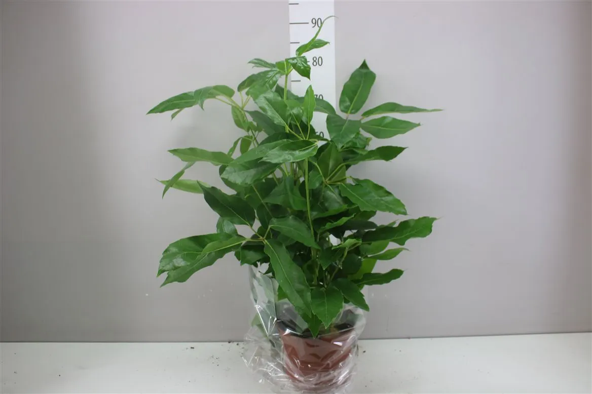 Schefflera Ac Amate • črepník 21 cm