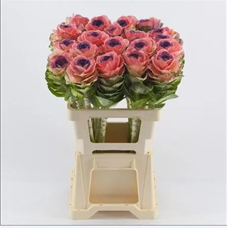 Brassica Painted Pink Purple • 60 cm