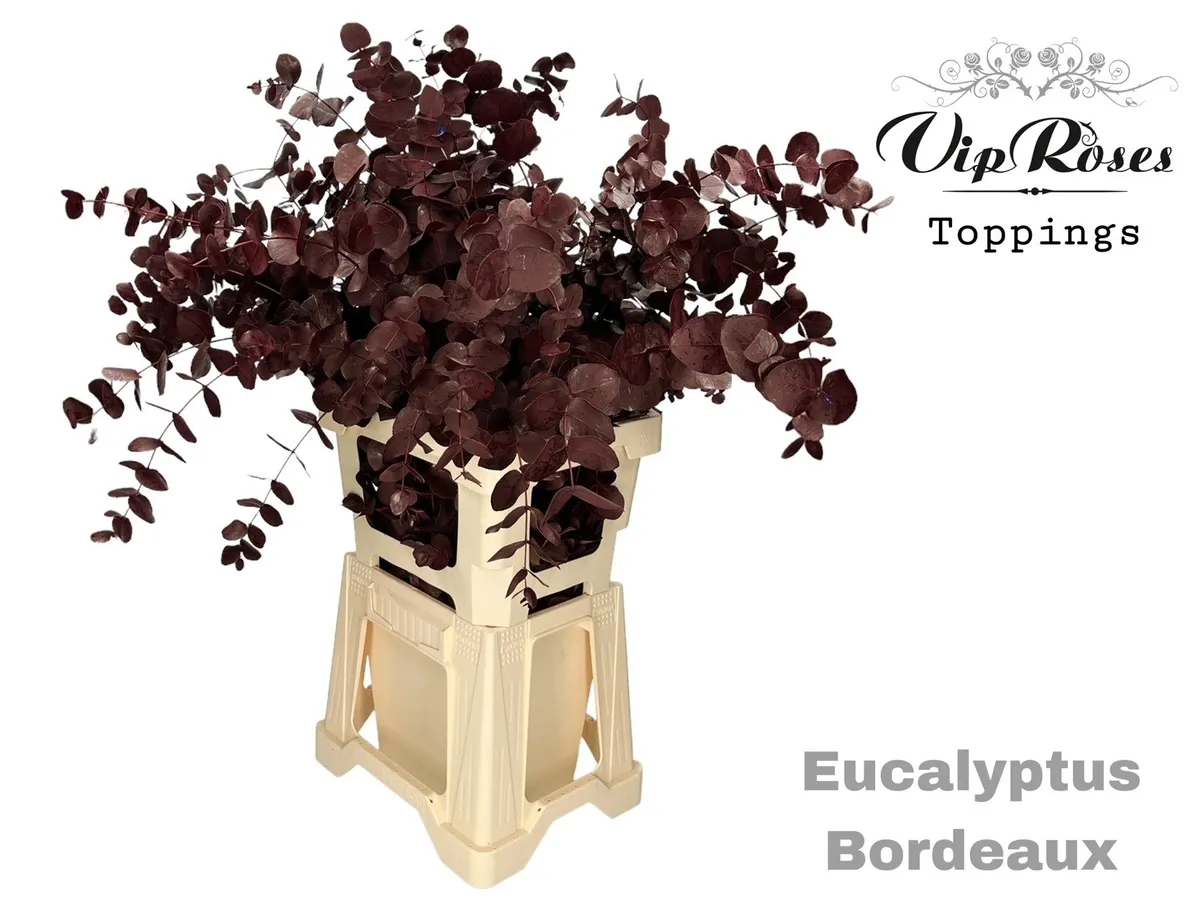 Euca Cinerea Bordeaux 300gr • 65 cm