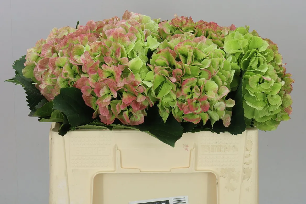 Hortenzia Schneeball Classic • 50 cm