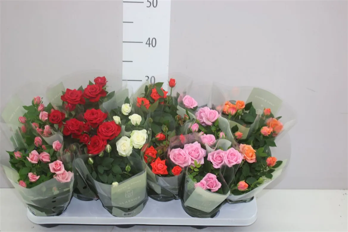 Rosa Kordana Gemengd • črepník 10,5 cm