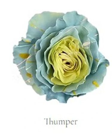 Ruža farbená Thumper, Ekvádor • 50 cm
