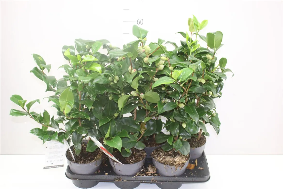 Camellia Japonica mix 20+ Knop • črepník 15 cm