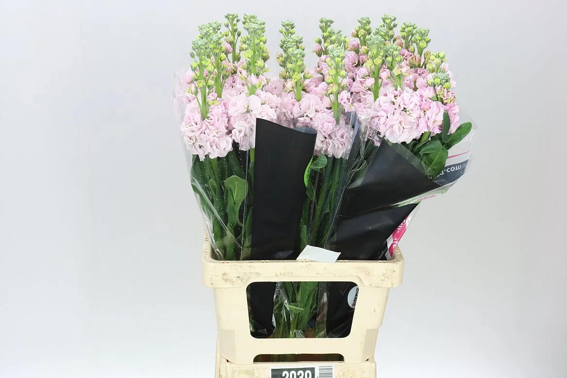 Matthiola Pale Pink It. Imp • 70 cm