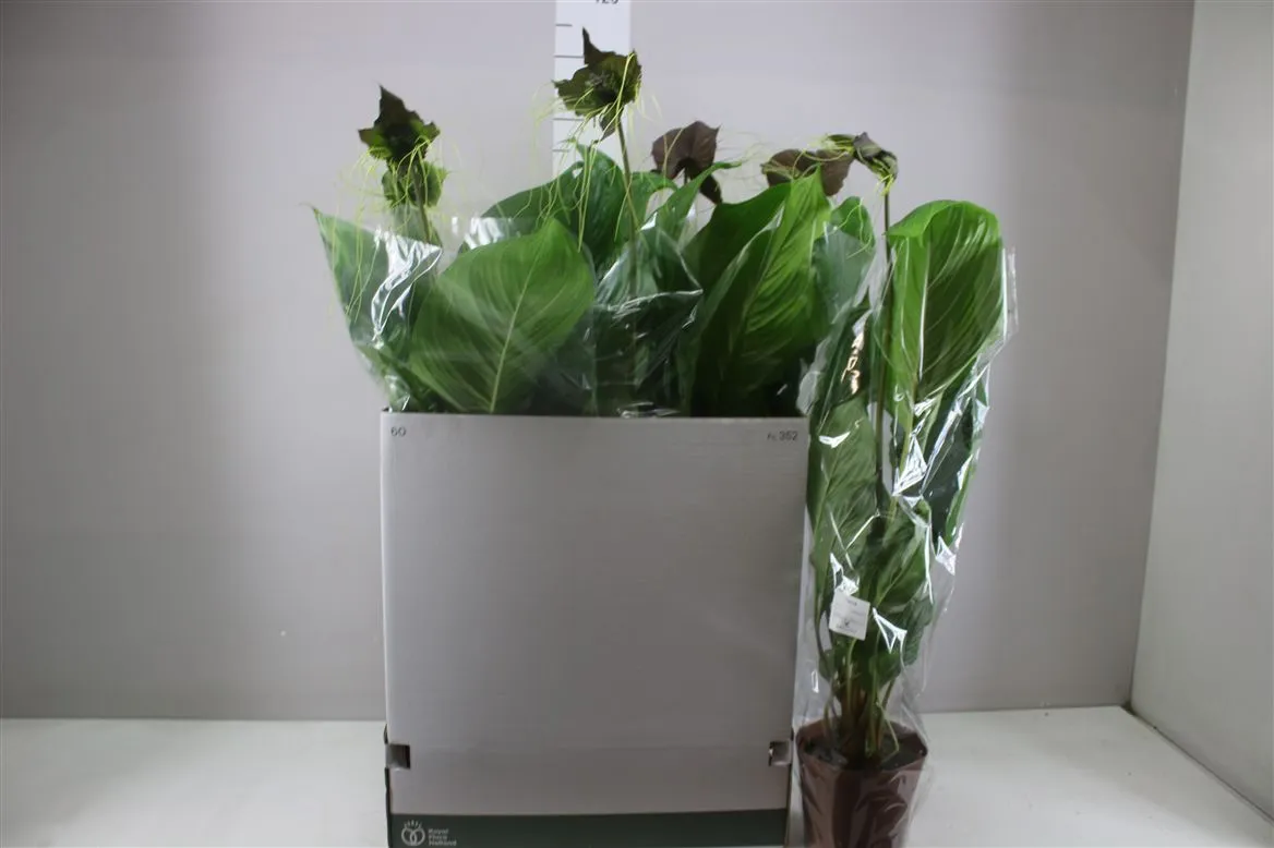 Tacca Chantrieri 1+ • črepník 17 cm