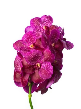 Orchidea Vanda Fuchsia Magic