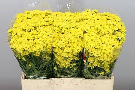Chryzantéma santini Madiba Ringa Yellow • 55 cm