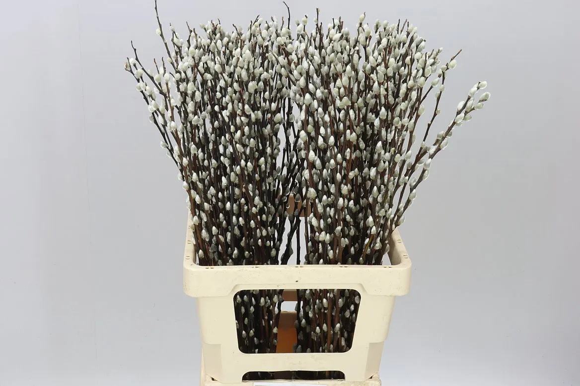 Salix Snow Flake • 70 cm