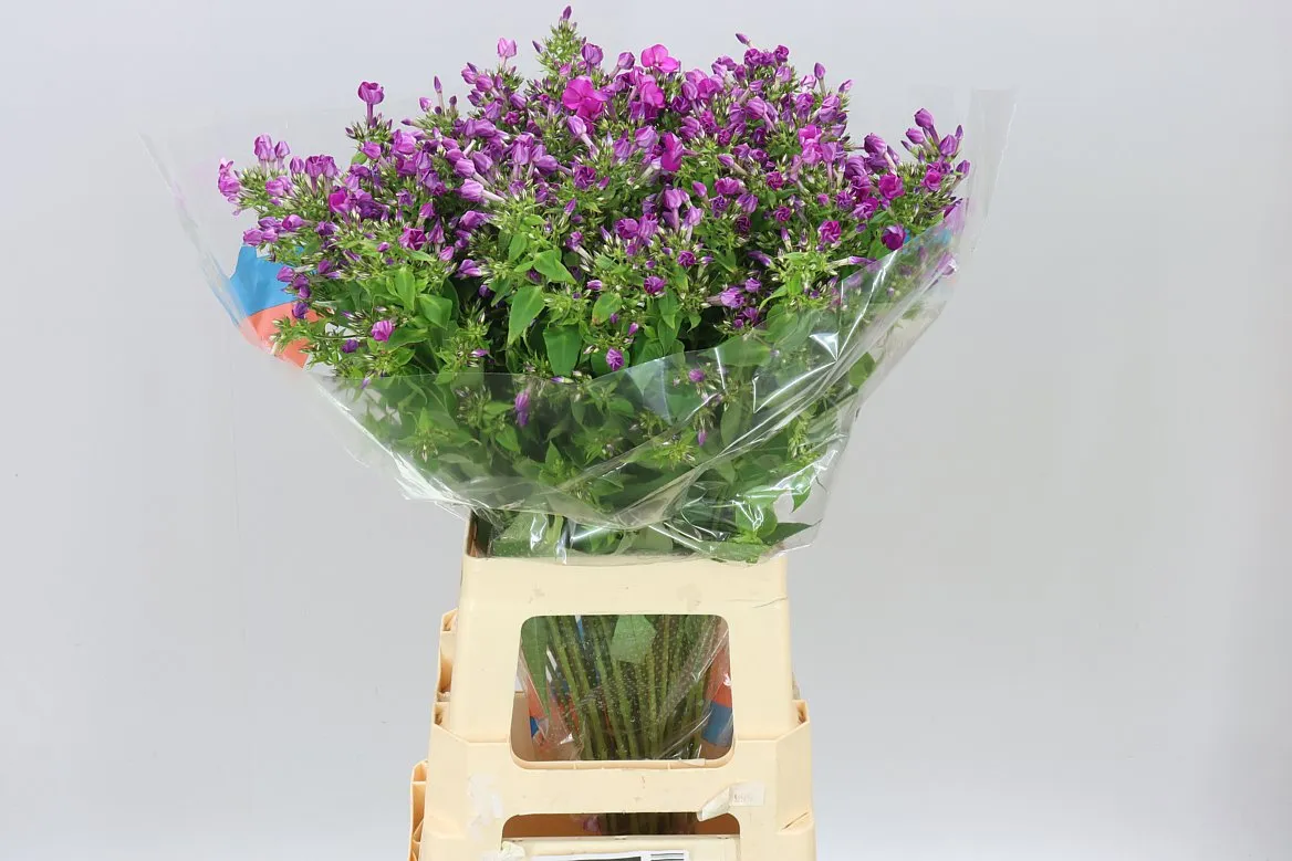 Phlox Sky Eyes • 70 cm