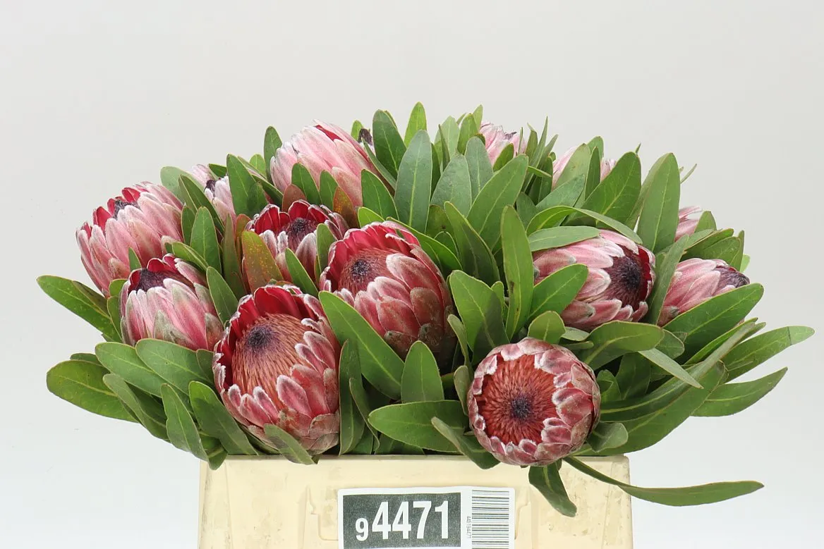 Protea Pink Ice • 40 cm