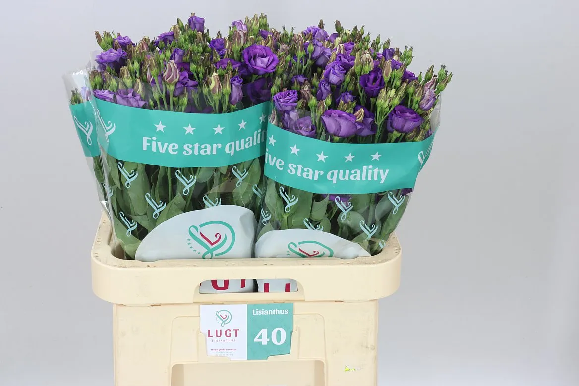 Eust Du Rosita Violet • 70 cm