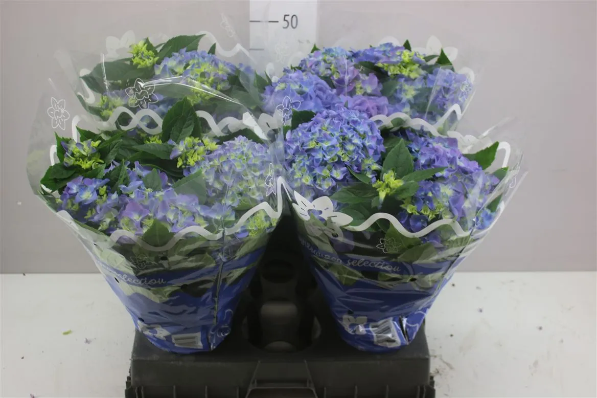 Hydrangea Early Blue 10+ • črepník 14 cm