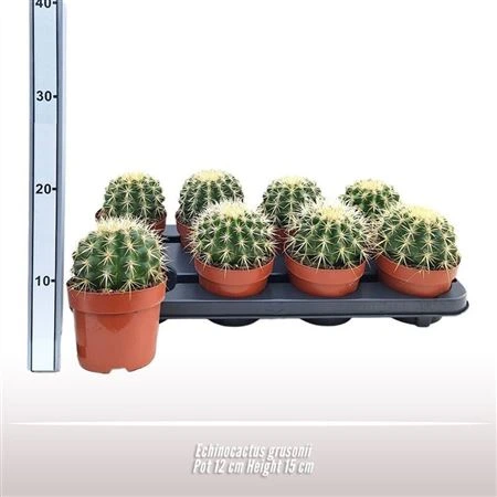 Echinocactus Grusonii • črepník 12 cm