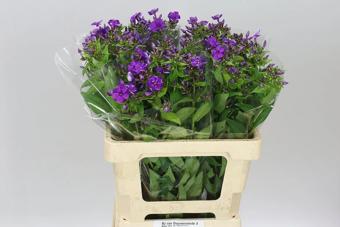 Phlox P Crissy Blue • 60 cm