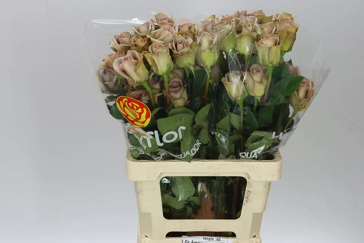 Rosa Gr Ec Amnesia • 60 cm