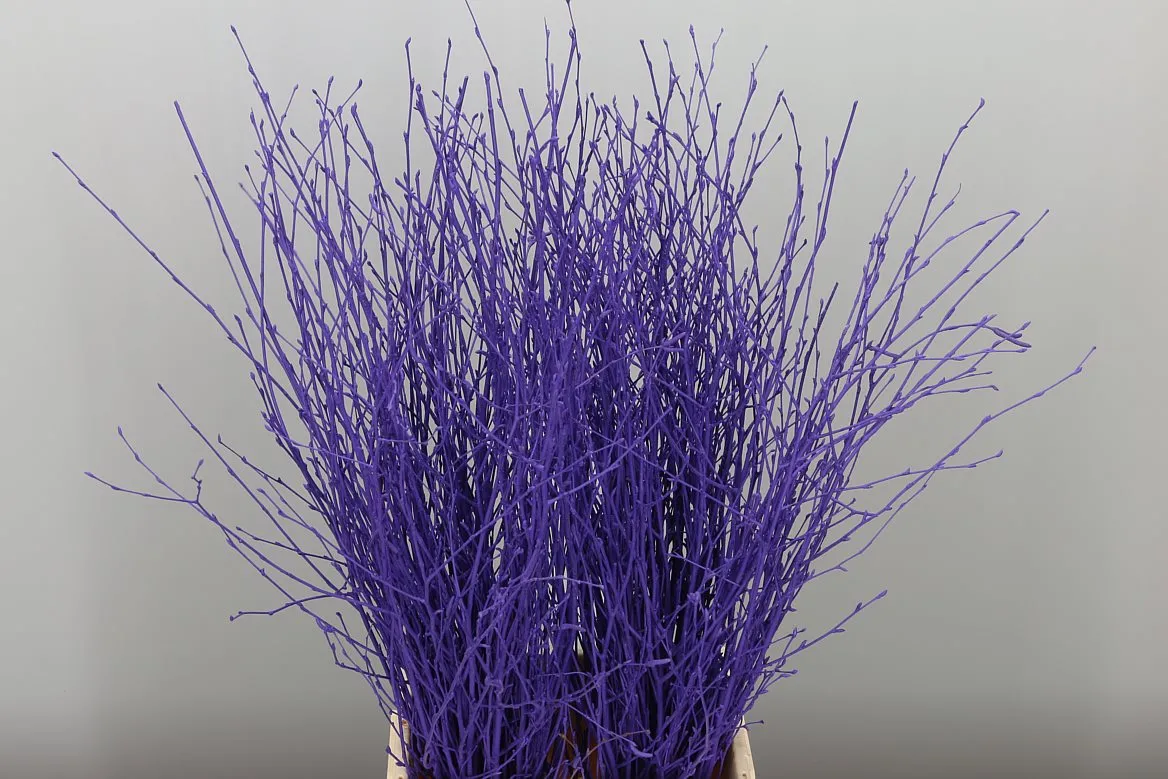 Breza Purple • 70 cm