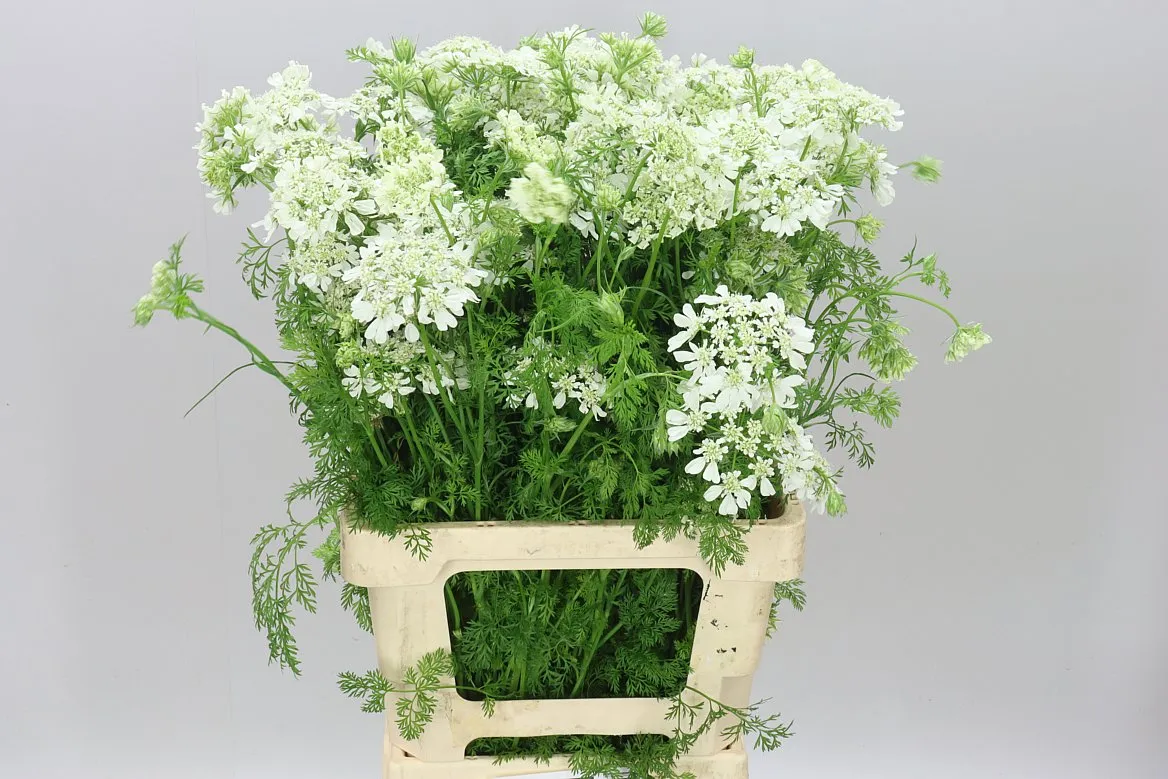 Orlaya Grandflora White A2 • 60 cm