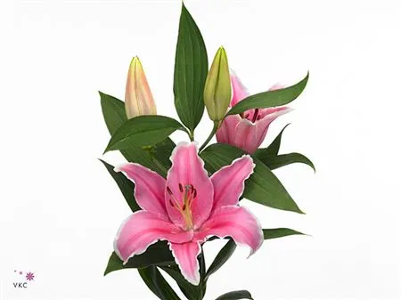 Ľalia orientálna Marlon • 75 cm
