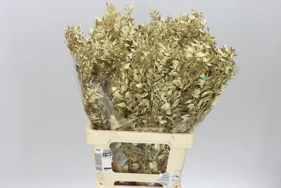 Ruscus Gold, sušené • 70 cm