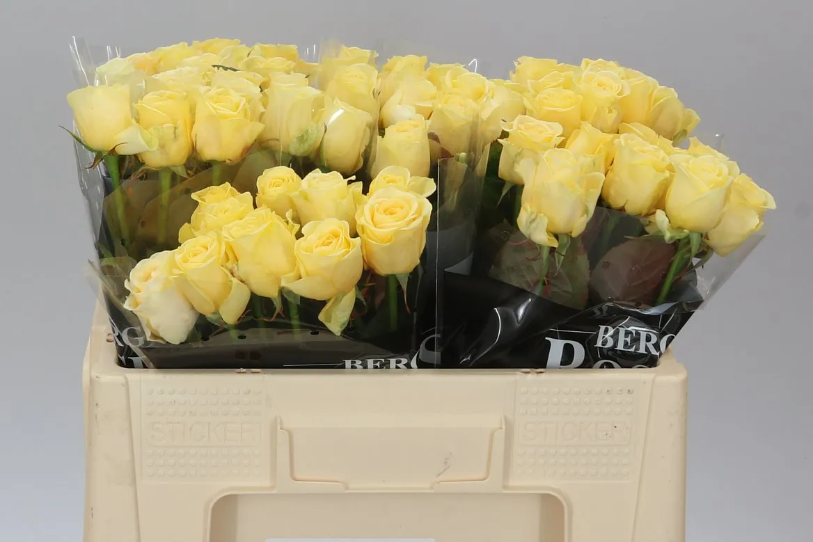 Ruža Buttercup Holl • 50 cm
