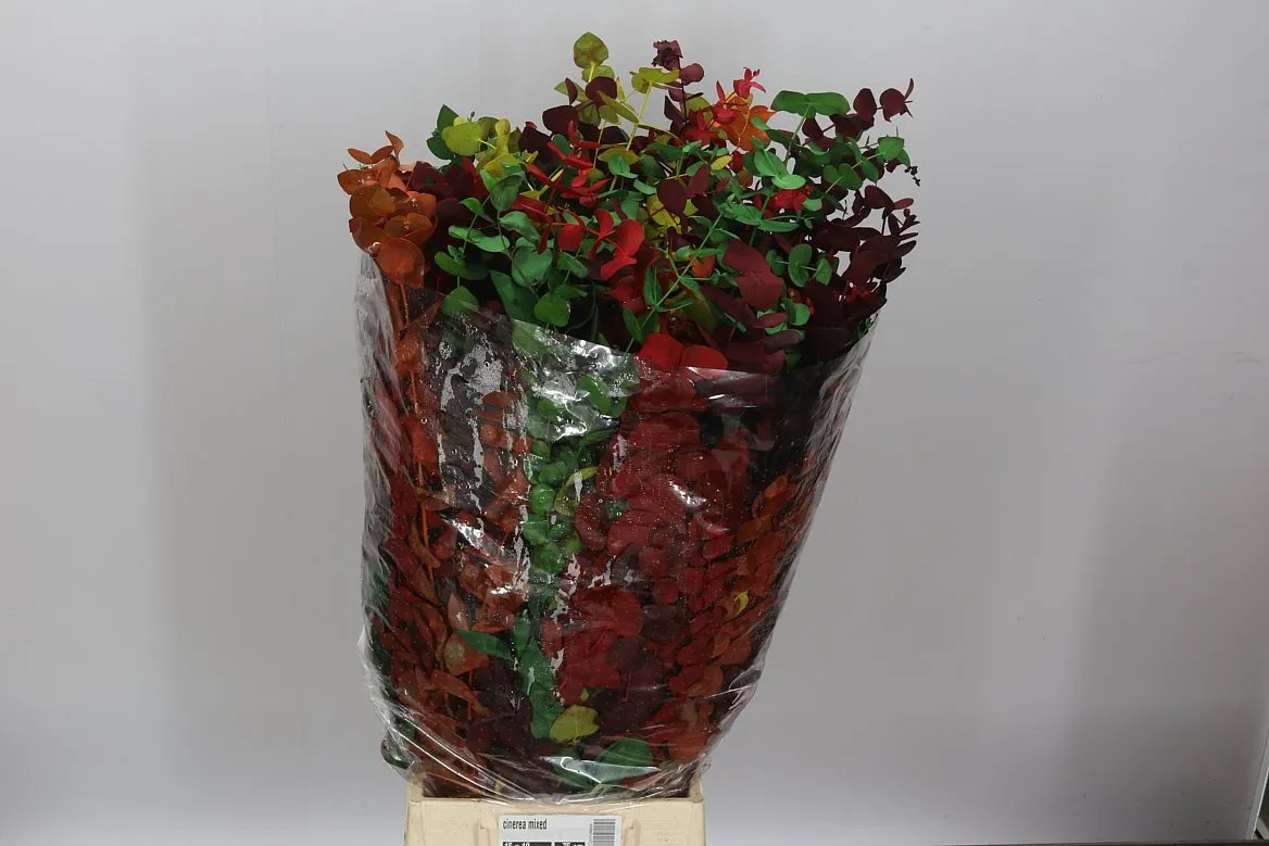 Cinerea Mixed • 75 cm