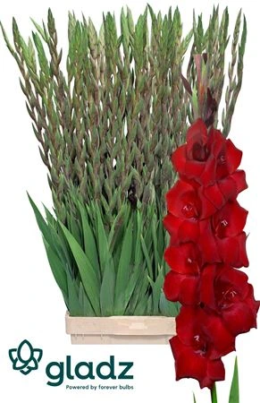 Gladiola Fat Boy • 115 cm