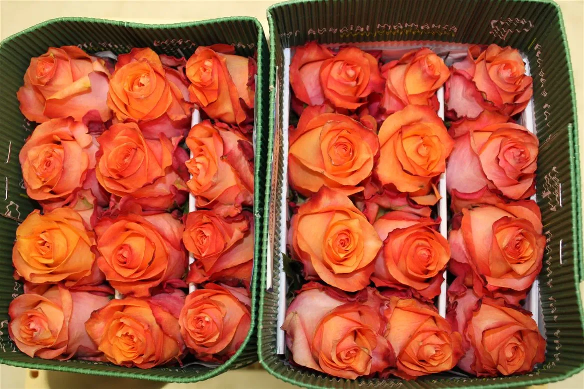 Rosa Gr Ec Twillight • 40 cm