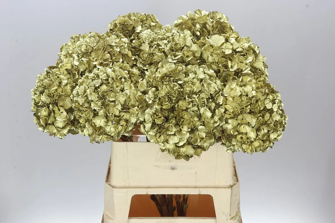 Hydr Painted Gold • 80 cm