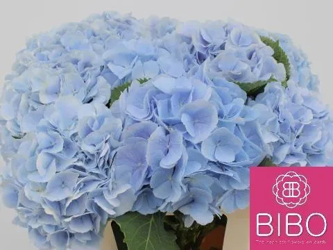 Hortenzia Ch Verena Bl • 60 cm