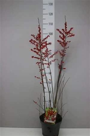 Ilex Verticillata Rood • črepník 23 cm