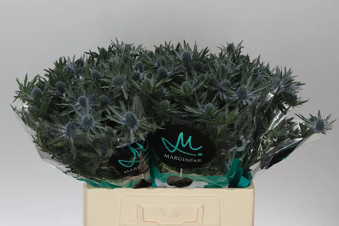 Eryngium Orion • 60 cm