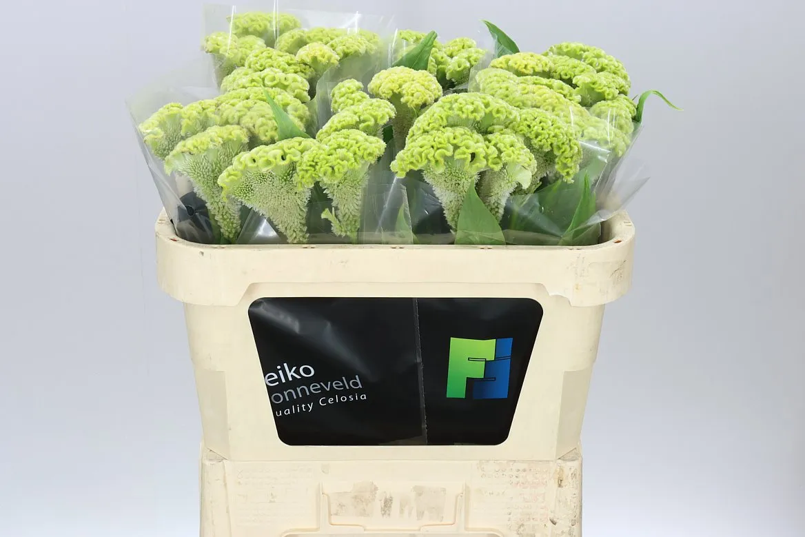 Celosia Verda • 70 cm