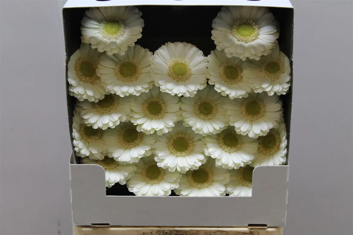 Germ D Albino • 55 cm