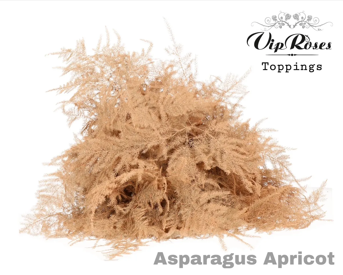 Asp Ov Extra Veren Apricot • 65 cm