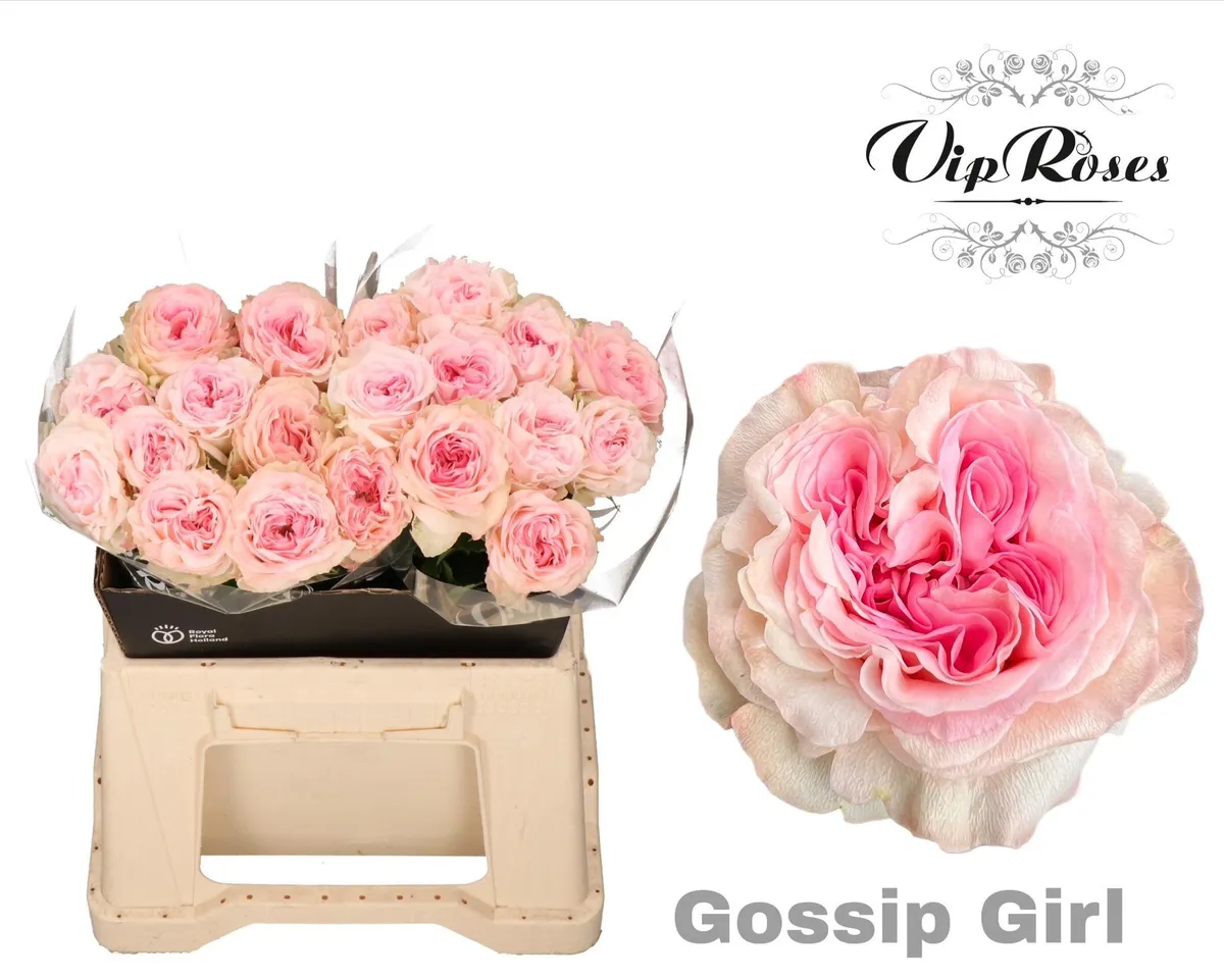 Ruža Gossip Girl X20 • 40 cm